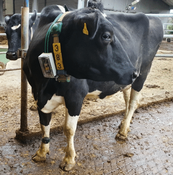 CattleHub | Abbildung 2 CattleSense an Kuh angebracht