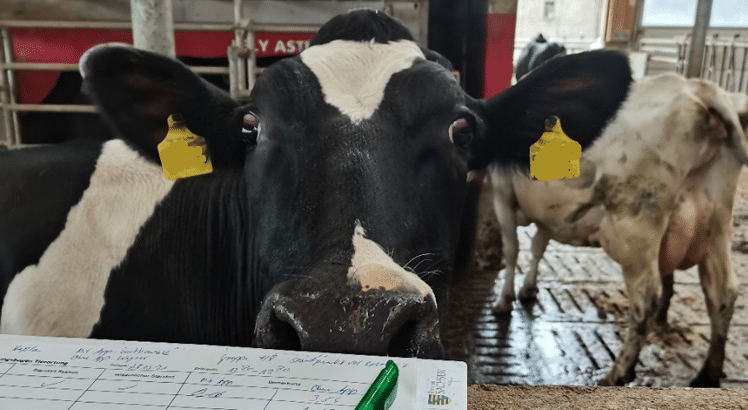CattleHub | Direktbeobachtung zum Brunst- und Futteraufnahmeverhalten sowie zum Tracking der Stichprobentiere 1